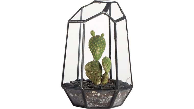 Irregular Geometric Glass Terrarium – Medium | Rental Irregular Geometric Glass Terrarium – Medium | Rental